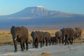 Viaggi Africa su misura: Parco naturale Amboseli