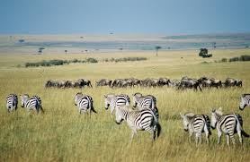 Safari in Africa: parco naturale Masai