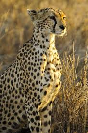 Safari in Kenya su misura: parchi naturali