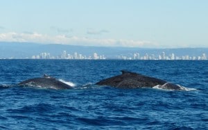 Whale_watching_gold_coast