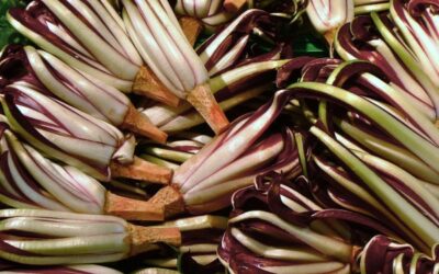 Radicchio tardivo al forno