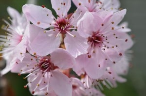 japanese-cherry-blossom