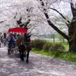 Giappone: la regione Tohoku in primavera