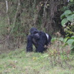 Uganda: gorilla nella nebbia